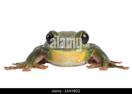 Rhacophorus dennysi Gruener (Riesenflugfrosch) | Blanford's frog à fouetter, asiatique, asiatique rainette de vol à voile (Rhacophorus dennysi treefrog) | BL Banque D'Images