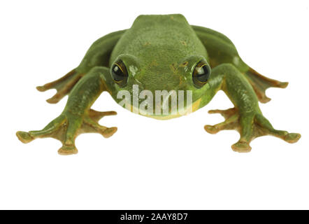 Rhacophorus dennysi Gruener (Riesenflugfrosch) | Blanford's frog à fouetter, asiatique, asiatique rainette de vol à voile (Rhacophorus dennysi treefrog) | BL Banque D'Images