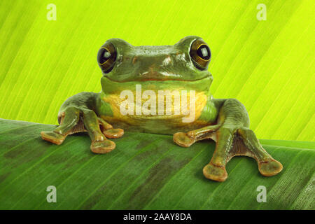 Rhacophorus dennysi Gruener (Riesenflugfrosch) | Blanford's frog à fouetter, asiatique, asiatique rainette de vol à voile (Rhacophorus dennysi treefrog) | BL Banque D'Images