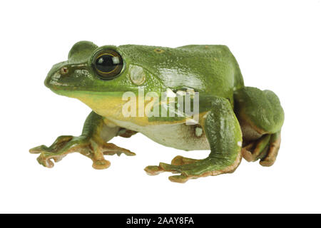 Rhacophorus dennysi Gruener (Riesenflugfrosch) | Blanford's frog à fouetter, asiatique, asiatique rainette de vol à voile (Rhacophorus dennysi treefrog) | BL Banque D'Images