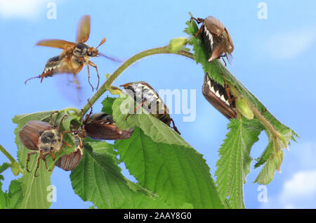 Maikaefer, Feldmaikaefer (Melolontha melolontha), un Blaettern frischen, Deutschland | common cockchafer, maybug (Melolontha melolontha), se nourrissent de fres Banque D'Images