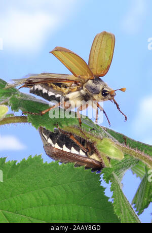 Maikaefer, Feldmaikaefer (Melolontha melolontha), un Blaettern frischen, Deutschland | common cockchafer, maybug (Melolontha melolontha), se nourrissent de fres Banque D'Images