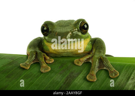 Rhacophorus dennysi Gruener (Riesenflugfrosch) | Blanford's frog à fouetter, asiatique, asiatique rainette de vol à voile (Rhacophorus dennysi treefrog) | BL Banque D'Images