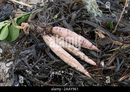 Marazion, Cornwall, UK. 24 novembre 2019. Racines de l'eau de la Pruche Filipendule vulgaire ont été rejetés sur la plage de Marazion aujourd'hui. L'usine a été appelé ' la plus plante toxique en Grande-Bretagne". La plante qui peut tuer une vache est fatal pour les chiens et les humains. Simon crédit Maycock / Alamy Live News. Banque D'Images