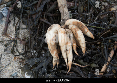 Marazion, Cornwall, UK. 24 novembre 2019. Racines de l'eau de la Pruche Filipendule vulgaire ont été rejetés sur la plage de Marazion aujourd'hui. L'usine a été appelé ' la plus plante toxique en Grande-Bretagne". La plante qui peut tuer une vache est fatal pour les chiens et les humains. Simon crédit Maycock / Alamy Live News. Banque D'Images