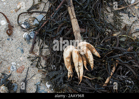 Marazion, Cornwall, UK. 24 novembre 2019. Racines de l'eau de la Pruche Filipendule vulgaire ont été rejetés sur la plage de Marazion aujourd'hui. L'usine a été appelé ' la plus plante toxique en Grande-Bretagne". La plante qui peut tuer une vache est fatal pour les chiens et les humains. Simon crédit Maycock / Alamy Live News. Banque D'Images