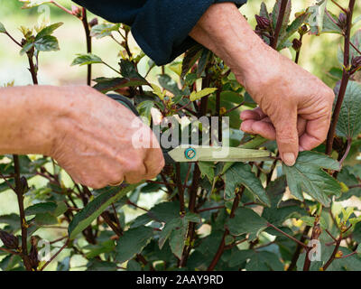 Woman harvesting roselle (Hibiscus sabdariffa) feuilles. Banque D'Images