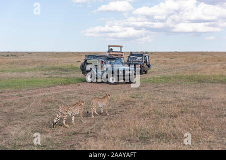 Les touristes regardant Cheetah la marche et reposant sur l'herbe d'intérieur jeep sûr pendant la saison de migration de Maasai Mara Banque D'Images