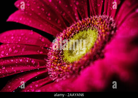 Gerbera flower isolé sur fond noir en gouttes d'eau 2019 Banque D'Images