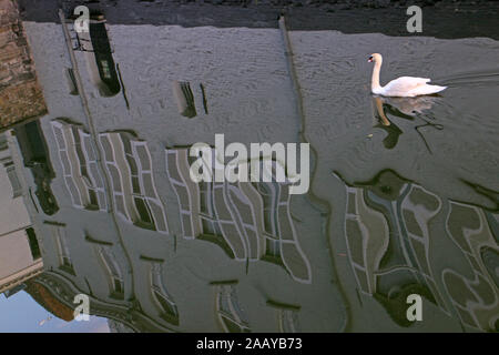 Piscine Swan sur le canal de Bruges en Belgique Banque D'Images