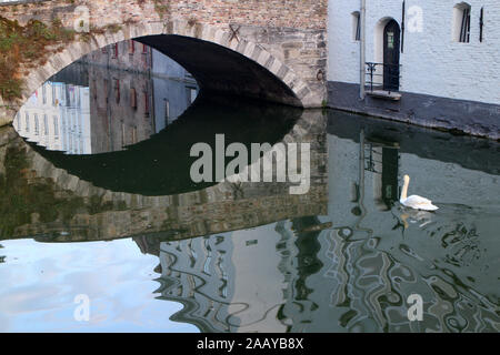 Piscine Swan sur le canal de Bruges en Belgique Banque D'Images