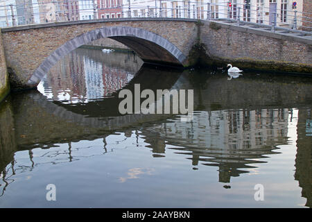 Piscine Swan sur le canal de Bruges en Belgique Banque D'Images