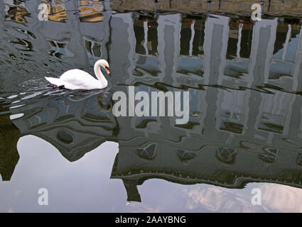 Piscine Swan sur le canal de Bruges en Belgique Banque D'Images