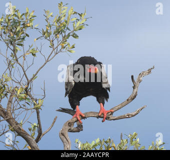 Un (Terathopius ecaudatus bateleur) est perché sur une branche d'arbre mort. Parc national de Serengeti, Tanzanie. Banque D'Images