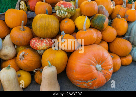 Automne Couleur Pumpkins im Whole Foods Market.fruits et légumes crus. Concept d'aliments biologiques sains Banque D'Images