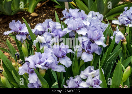 Blue Iris Barbata nana Iris 'Rain Dance' Standard nain barbu Iris Banque D'Images