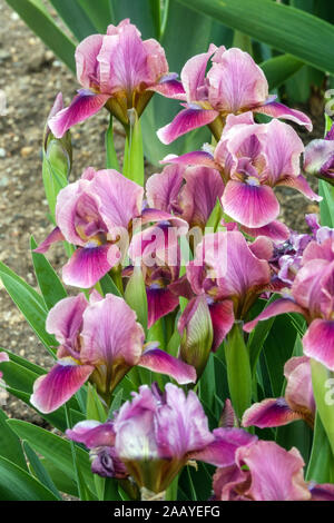 Iris barbata 'nana' Bembes Banque D'Images