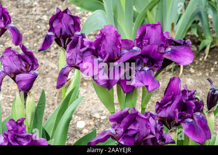 Blue Standard Dwarf Bearded Iris barbata nana 'caresse' Banque D'Images