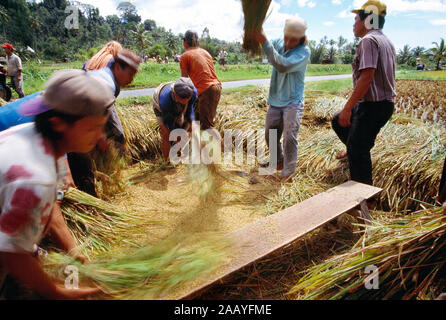 L'Indonésie. Sulawesi. L'agriculture. Les hommes de la récolte du riz grain. Banque D'Images