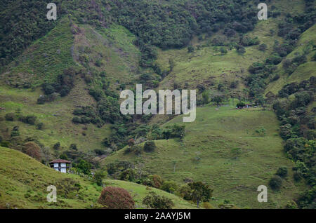 Paysage de café en Colombie. Banque D'Images