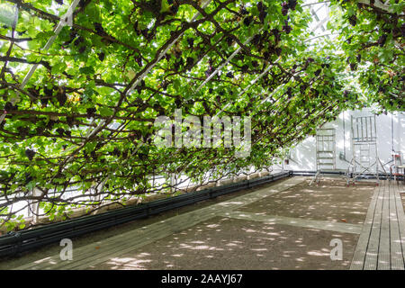 Hampton Court Palace et ancienne d'énormes la grande vigne dit être le plus grand dans le monde de la vigne et mûrs avec grappes de raisins juteux pendaison Banque D'Images