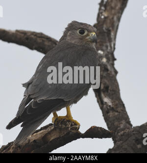 Gris immatures crécerelle (Falco ardosiaceus). Parc national de Serengeti, Tanzanie. Banque D'Images