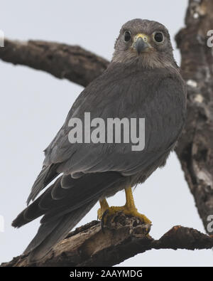 Gris immatures crécerelle (Falco ardosiaceus). Parc national de Serengeti, Tanzanie. Banque D'Images