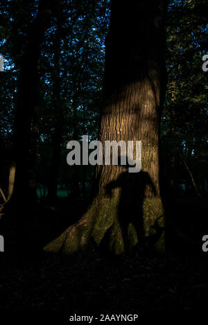 Un concept de droit aux utilisations multiples d'un homme pleine longueur ombre sur l'arbre de chêne provoquant la peur ou mystère dans une forêt. Banque D'Images