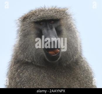 Un babouin d'olive (Papio anubis) vocalise tout en étant assis dans un bas arbre montres membres de son groupe. Parc national du Serengeti, Tanzanie. Banque D'Images