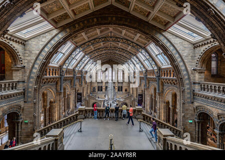 Londres, Angleterre, 16 Sep 2019 : Le musée d'histoire naturelle est le foyer de sciences de la vie et de la terre de spécimens et accueille de nombreux visiteurs chaque année. Banque D'Images