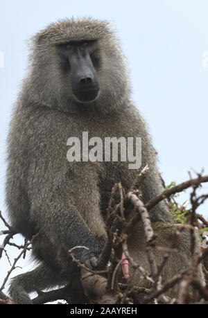 Un babouin d'olive (Papio anubis) vocalise tout en étant assis dans un bas arbre montres membres de son groupe. Parc national du Serengeti, Tanzanie. Banque D'Images