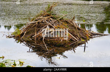 Gros plan d'une hutte de castor assis sur un lac entouré de nénuphars. Banque D'Images