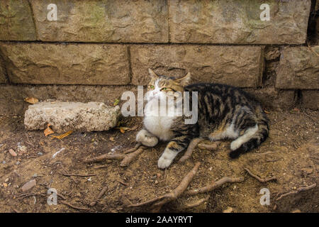 L'un des nombreux chats Istanbuls street dans le quartier de Balat Banque D'Images