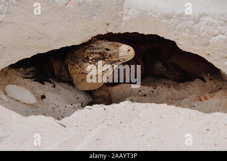 Chef d'un iguane cachée dans une grotte dans la région de Cayo Largo Banque D'Images