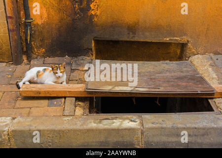 L'un des nombreux chats Istanbuls street dans le quartier de Balat Banque D'Images