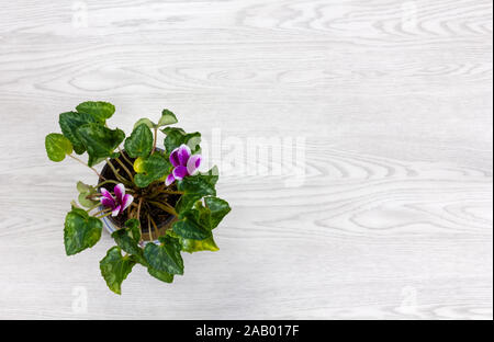 Vue de haut en bas d'un pot de cyclamen violet et blanc sur un fond de bois blanc Banque D'Images
