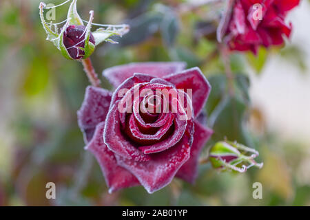 De magnifiques roses qui deviennent plus belle avec la rosée du matin, à l'automne Banque D'Images