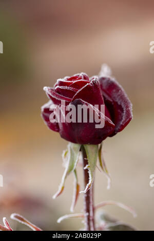 De magnifiques roses qui deviennent plus belle avec la rosée du matin, à l'automne Banque D'Images