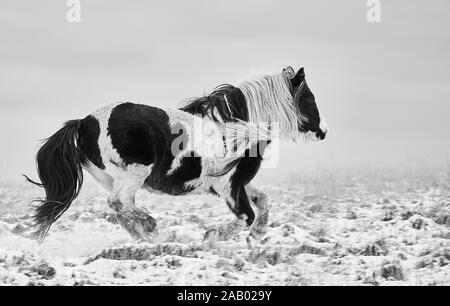 Wild Welsh Mountain Pony dans la neige en noir et blanc Banque D'Images