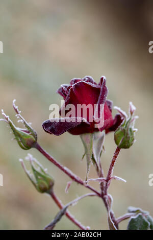 De magnifiques roses qui deviennent plus belle avec la rosée du matin, à l'automne Banque D'Images