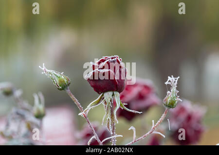 De magnifiques roses qui deviennent plus belle avec la rosée du matin, à l'automne Banque D'Images