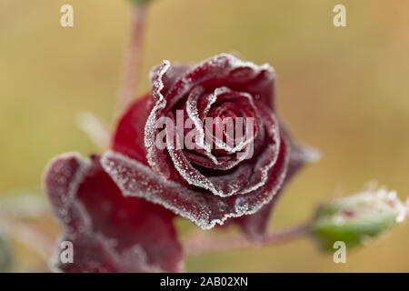 De magnifiques roses qui deviennent plus belle avec la rosée du matin, à l'automne Banque D'Images