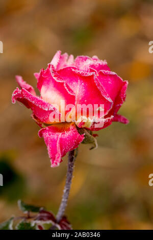 De magnifiques roses qui deviennent plus belle avec la rosée du matin, à l'automne Banque D'Images