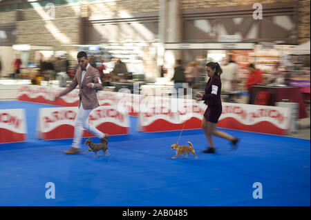 Les maîtres-chiens avec leurs chiens en compétition sur la scène durant le salon.La foire internationale et nationale XXXIII 'chien' Expocan. Ce concours est consacrée au monde de chiens, où les amoureux des animaux peuvent voir différentes races de chiens et de participer à des concours, des spectacles ou des expositions canines de la coiffure. La foire se tiendra dans la ville les 24 et 25 novembre. Banque D'Images