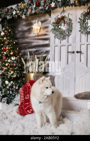 Fluffy mignon chien Samoyède blanc posant dans un salon près de l'arbre de Noël et Nouvel an pour la décoration intérieur. Beau chien Samoyède Blanche-neige à Banque D'Images