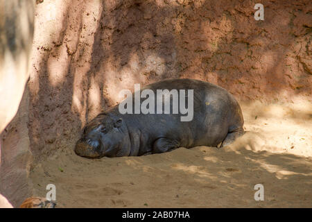 L'hippopotame pygmée, Choeropsis liberiensis ou Hexaprotodon liberiensis, dans le boîtier, le zoo Bioparc Fuengirola, Espagne. Banque D'Images