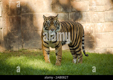 Tigre de Sumatra, Panthera tigris sumatrae en pièce jointe, le zoo Bioparc Fuengirola, Espagne. Banque D'Images