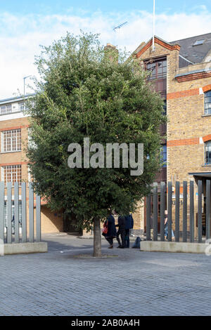 Chêne Vert urbain (Quercus ilex) arbre, Bermondsey Street, Londres SE1 UK Banque D'Images