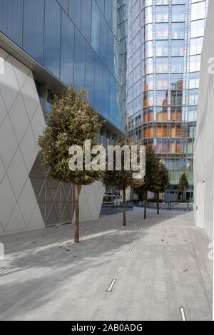 Chêne Vert urbain (Quercus ilex) arbres, un développement de Blackfriars, London SE1, UK Banque D'Images