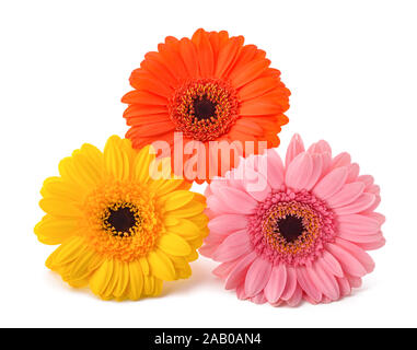 Des Gerberas fleurs chefs isolé sur fond blanc Banque D'Images